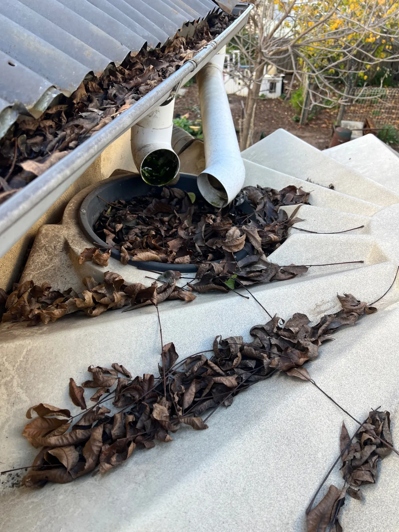 Gutter full of leaves being cleaned in Orange NSW